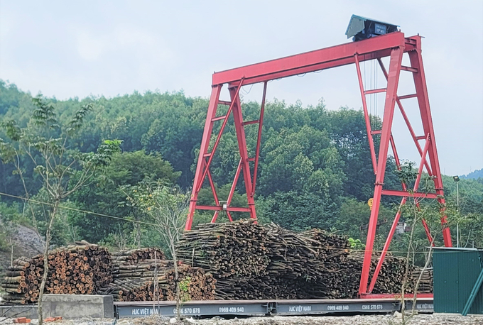 Bình quân mỗi năm, diện tích khai thác gỗ rừng trồng trên địa bàn Hà Tĩnh đạt khoảng 100 nghìn ha. Ảnh: Hưng Phúc.