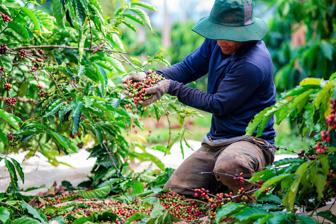 Người dân Đắk Nông phấn khởi vì cà phê được giá. Ảnh: P.H.