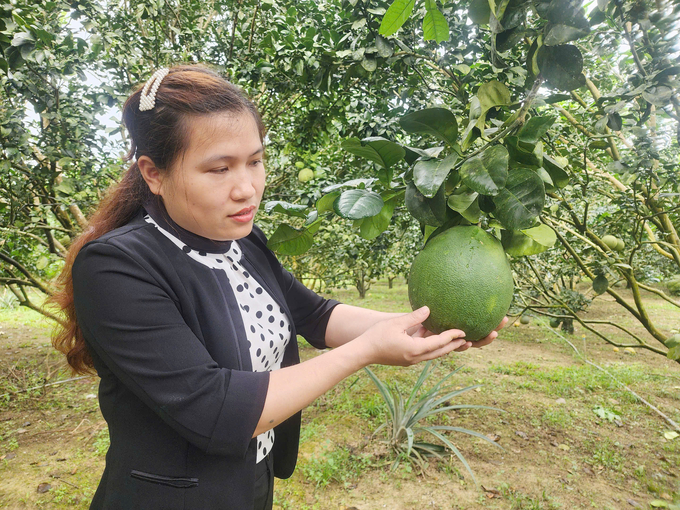 Sử dụng các biện pháp sinh học giúp vườn bưởi của ông Đặng Thái Luyện đạt năng suất cao và được khách hàng tin tưởng về chất lượng sản phẩm. Ảnh: PC.