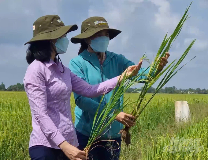 Vĩnh Lợi phát huy tối đa thế mạnh của huyện, chuyển tư duy từ sản xuất nông nghiệp sang tư duy kinh tế nông nghiệp. 