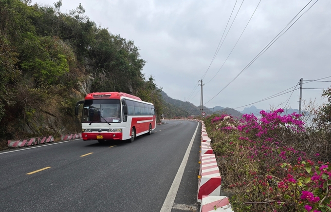 Huyện Cát Hải sẽ cải tạo lại con đường hoa xuyên đảo Cát Bà trước cao điểm mùa du lịch 2025. Ảnh: Đinh Mười.