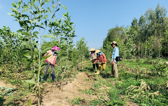 Trồng rừng tại Công ty Lâm nghiệp Bình Thuận. Ảnh: KS.