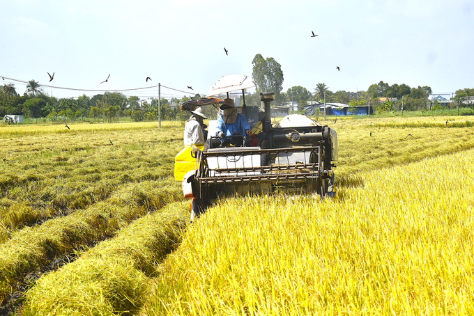 Thu hoạch lúa đông xuân tại huyện Gò Công Đông, tỉnh Tiền Giang. Ảnh: Minh Đảm.