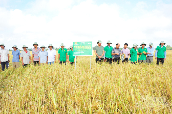 Dự án Khuyến nông trung ương 'Xây dựng mô hình canh tác lúa giảm phát thải phục vụ phát triển bền vững vùng nguyên liệu lúa gạo xuất khẩu của ĐBSCL' trong vụ lúa đông xuân 2024-2025. Ảnh: Lê Hoàng Vũ.