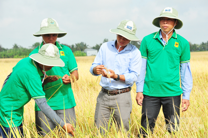 Nông dân trồng lúa giảm phát thải cho lợi nhuận trên 4 triệu đồng/công, cao hơn 31,3% so với ruộng đối chứng. Ảnh: Lê Hoàng Vũ.