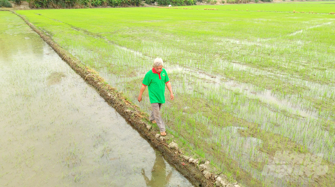 Between 2023 and 2027, the ecological rice farming area integrated with Sarus Crane conservation will be implemented in key locations, covering a total of 200 hectares. Photo: Le Hoang Vu. 