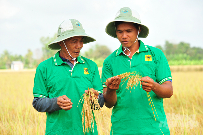 Đây là chương trình nằm trong Dự án Khuyến nông trung ương, do Công ty Cổ phần Phân bón Bình Điền là đơn vị chủ trì triển khai ở Kiên Giang, Sóc Trăng, Cần Thơ, Đồng Tháp. Ảnh: Lê Hoàng Vũ.