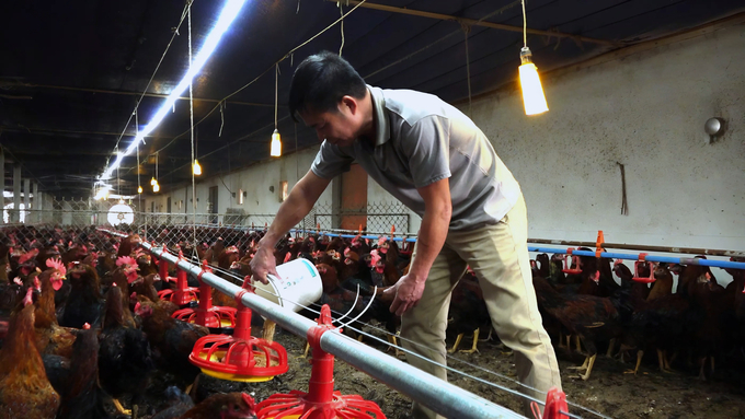 Moisture is the main factor that activates pathogens, so Mr. Long keeps the livestock barn dry and well-ventilated using an industrial fan system. Photo: Quang Linh.