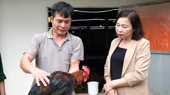 Farmers should regularly monitor the health of their livestock. Photo: Quang Linh.