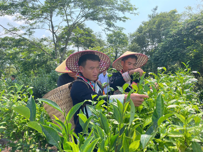 Tea cultivation is a vital aspect of the lives of residents in the highlands due to its economic benefits. Photo: Hai Dang.