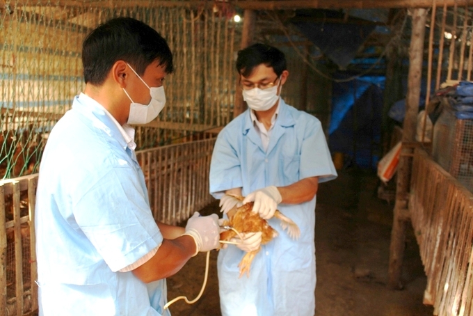 Ngành chức năng huyện Hoài Ân tiêm phòng vacxin phòng bệnh cho đàn gà. Ảnh: V.Đ.T.