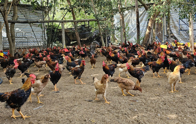 Some effective solutions that Vietnam can refer to and learn from include implementing strict biosecurity measures on farms to reduce Salmonella transmission. Photo: Linh Linh.