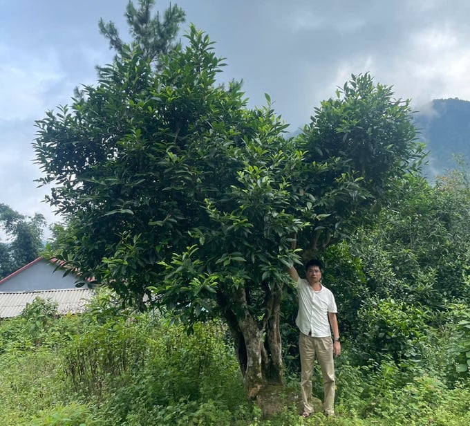 Local residents are preserving ancient Shan tea trees to expand production areas. Photo: Hai Dang.