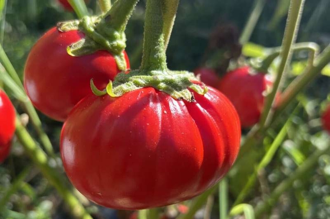 Scientists used precise gene-editing to grow larger African eggplants. Credit: Zachary Lippman.