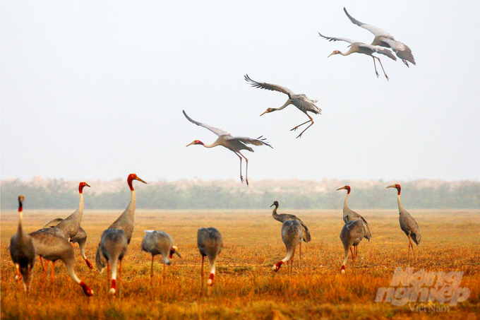 The Sarus Crane was rediscovered in Tram Chim National Park in 1985. Photo: Le Hoang Vu. 