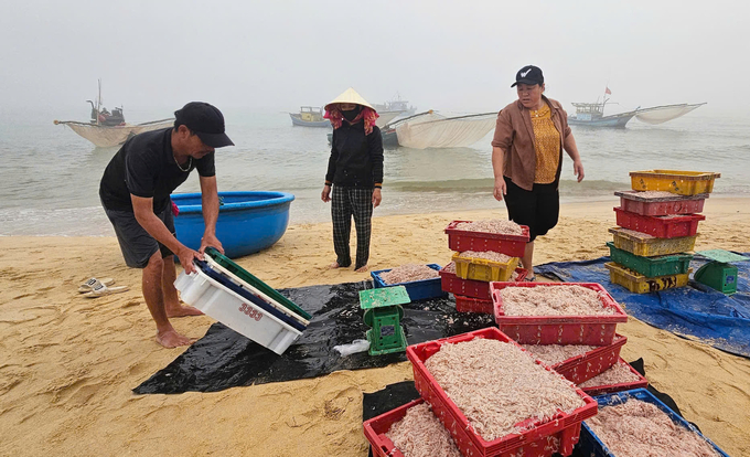 Mỗi chuyến biển trong đêm, mỗi thuyền của ngư dân Nhân Trạch thu về 3 - 4 tạ ruốc biển, cho thu nhập khoảng 2 triệu đồng mỗi lao động. Ảnh: T. Đức.