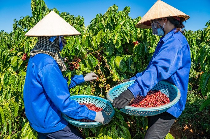 Vietnam is the third largest coffee supply market for China in 2024.