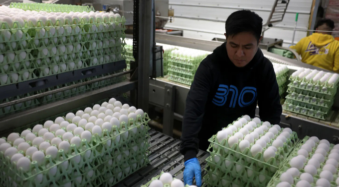 A worker puts stacks of eggs onto a conveyor belt at Sunrise Farms on February 18, 2025 in Petaluma, California.