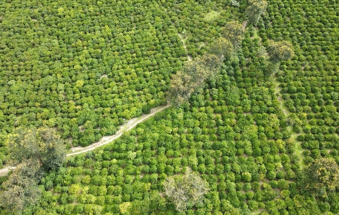 A high-quality coffee growing area in Dak Ha District. Photo: Tuan Anh.