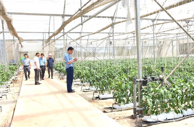 High-tech agriculture in greenhouse cultivation in Kon Plong District. Photo: Tuan Anh.