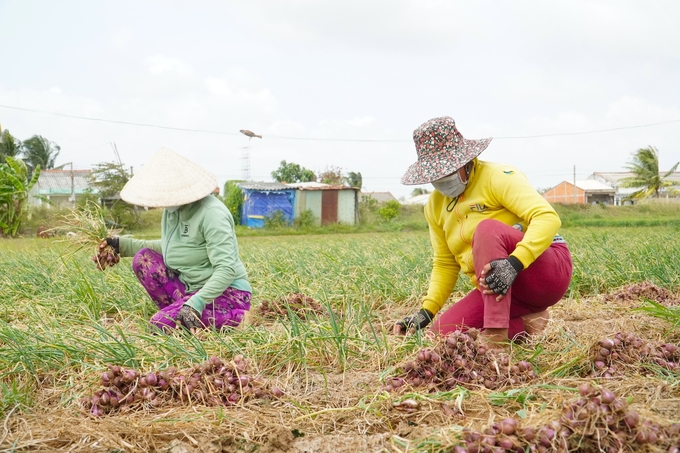 Còn khoảng nửa tháng nữa hành tím Vĩnh Châu sẽ kết thúc vụ thu hoạch hành thương phẩm, chuẩn bị cho vụ mới. Ảnh: Kim Anh. 