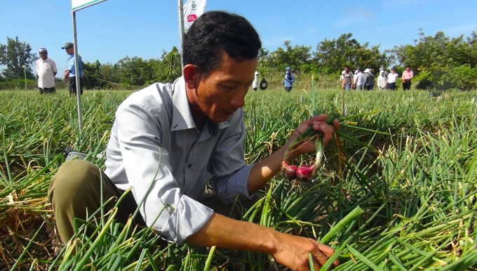 Thị xã Vĩnh Châu đang triển khai Dự án 'Chuyển đổi sang chuỗi giá trị hành tím bền vững ở ĐBSCL' nhằm tìm giải pháp gỡ khó cho hành tím. Ảnh: Kim Anh.