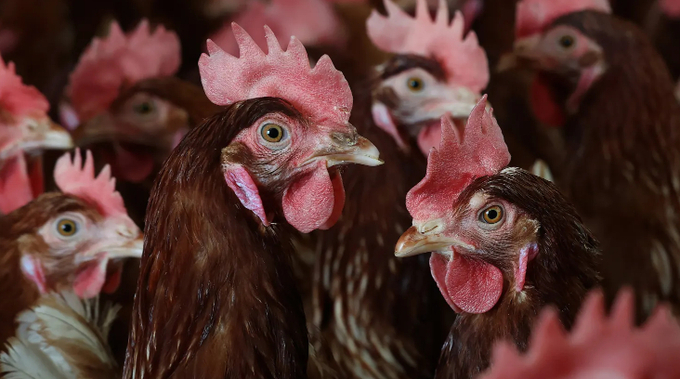 Chickens stand in a henhouse at Sunrise Farms on February 18, 2025 in Petaluma, California. 