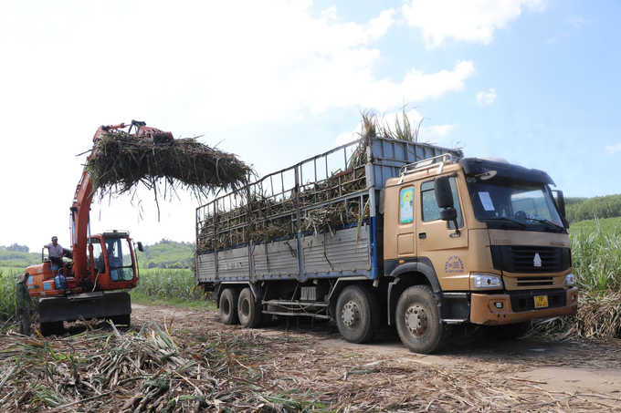 Sự dụng gắp mía giúp giảm công lao động bốc xếp, hiệu quả công việc được nâng cao. Ảnh: KS.