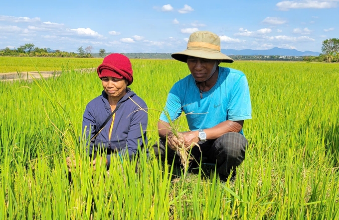 Ông Mluih rất buồn khi cây lúa bị khô hạn, trơ gốc. Ảnh: Tuấn Anh.