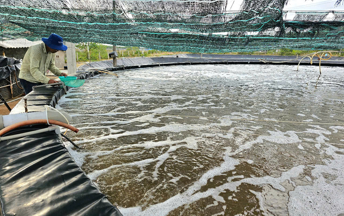 Mr. Le Minh Chinh, Director of Ninh Phu Aquaculture Cooperative, is currently releasing shrimp larvae for nurturing. Photo: KS.