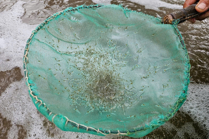 To purchase high-quality shrimp larvae, farmers should buy from reputable sources with clear origins. Photo: KS.