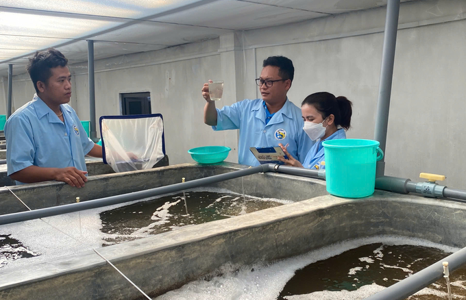 Shrimp larvae from Binh Thuan are strictly monitored by authorities for quality control at the point of sale. Photo: KS.