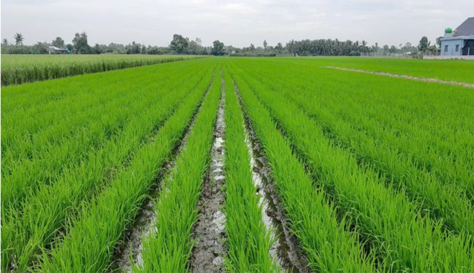 A pilot field of emission-reducing rice farming. Photo: Son Trang.