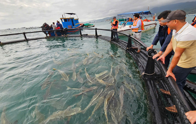 The pilot high-tech marine farming in the open waters of Cam Lap, Cam Ranh City, has proven to be highly effective. Photo: KS.