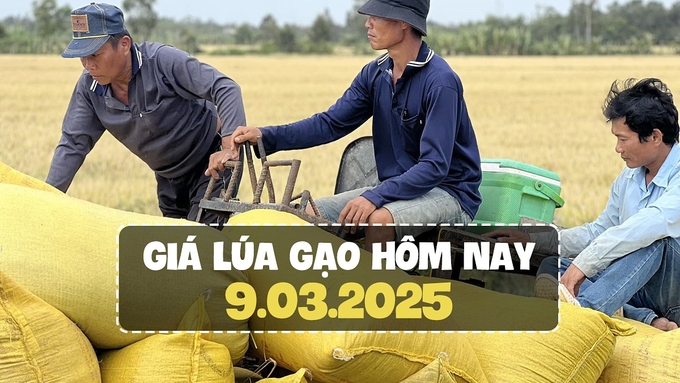 Cập nhật giá lúa gạo mới nhất hôm nay 9/3/2025