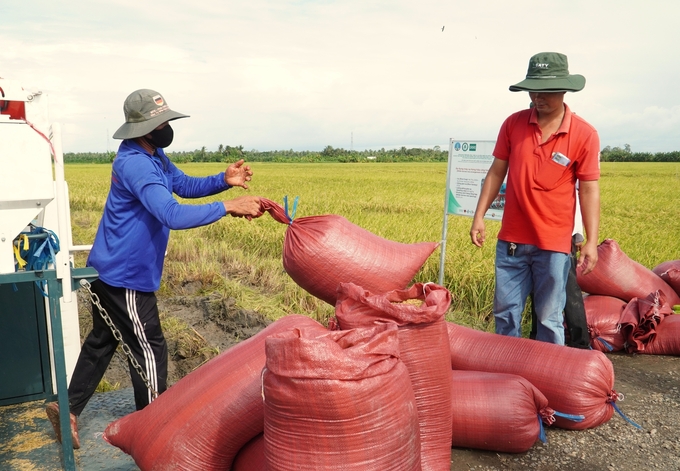 Nông dân mong muốn có một mức giá sàn thu mua lúa qua các vụ, giúp bà con giảm bớt khó khăn khi thị trường biến động. Ảnh: Kim Anh.