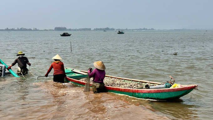 Tranh thủ thời tiết thuận lợi, giá bán cao, người dân tại vùng nuôi ngao xã Mai Phụ (Thạch Hà, Hà Tĩnh) hối hả thu hoạch. Ảnh: Ánh Nguyệt.