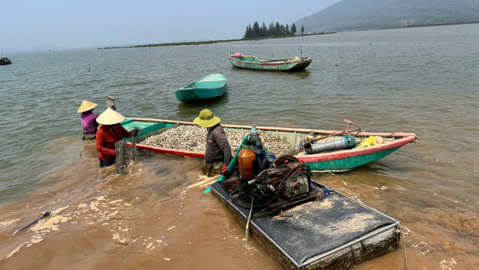 Những năm gần đây, việc thu hoạch ngao đã được cơ giới hóa nên rút ngắn được thời gian, trong 1 tiếng có thể thu hoạch được 2 - 3 tấn ngao thương phẩm. Ảnh: Ánh Nguyệt.