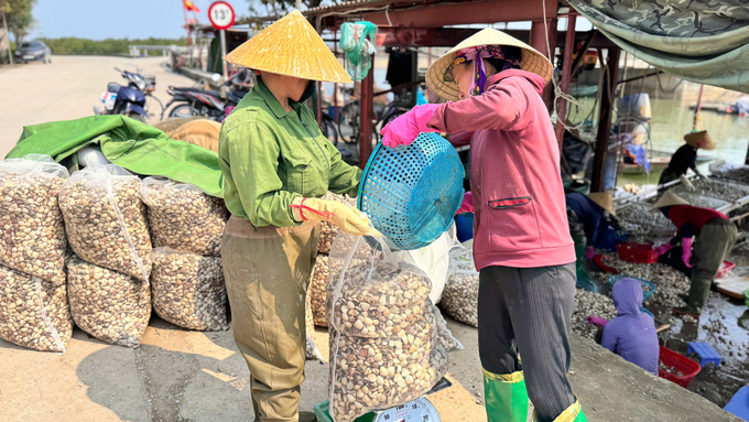 Đầu năm, thị trường tiêu thụ ấm lên, cộng với chất lượng sản phẩm được đánh giá cao nên vùng ngao Mai Phụ thu hoạch đến đâu có thương lái đến tận bến thu mua hết đến đó. Ảnh: Ánh Nguyệt.