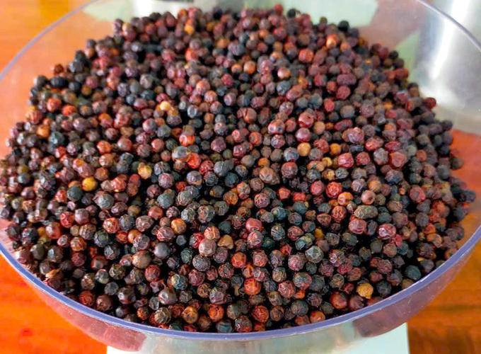 Pepper prices in Vietnam remain high despite the harvest season. Photo: Son Trang.