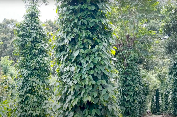 A pepper garden in Gia Lai. Photo: Son Trang.