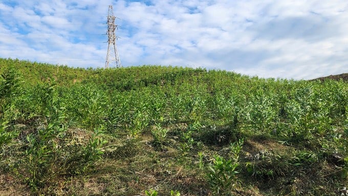 In the first 2 months of the year, Quang Ninh has newly planted approximately 1,300 ha of forests. Photo: Nguyen Thanh.