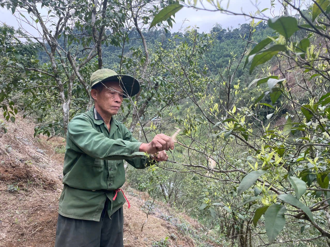 Ông Lường Quang Ninh chăm sóc vườn quýt hơn 25 năm tuổi. Ảnh: Ngọc Tú. 