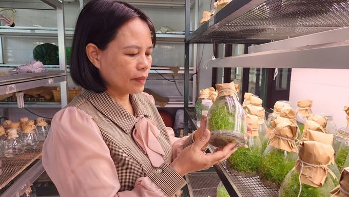 Ms. Ngo Thi Nguyet introduced forestry seedlings produced by the Center. Photo: Nguyen Thanh.