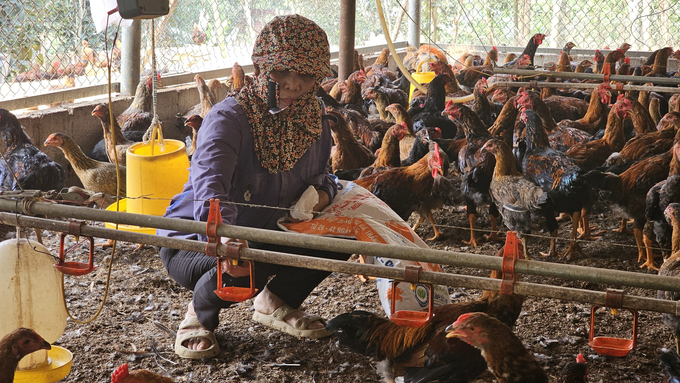 Đầu tư chuồng trại, nơi chăn thả không tính khấu hao song đầu ra cho gà tại Lào Cai hiện vẫn chậm. Ảnh: H.Đ.