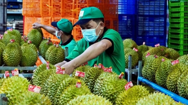 Vietnam's fruit and vegetable export turnover in the first two months of the year reached 724 million USD, down 11% compared to the same period in 2024. Photo: TL.