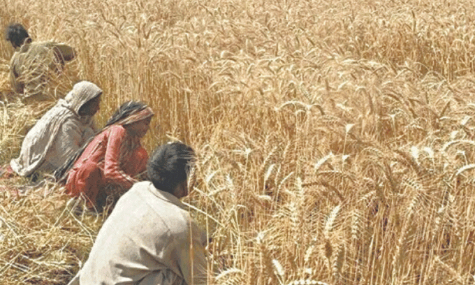 THE FAO report says drought conditions have affected sowing due to water shortage for irrigation, suggesting unfavourable yield prospects in the 2025 season, after a record wheat production of 31.4m tonnes in 2024.