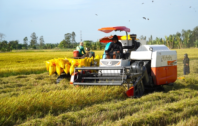 Tình hình tiêu thụ lúa ở ĐBSCL thường gặp khó khăn khi vào chính vụ, nhất là vụ đông xuân. Ảnh: Kim Anh.