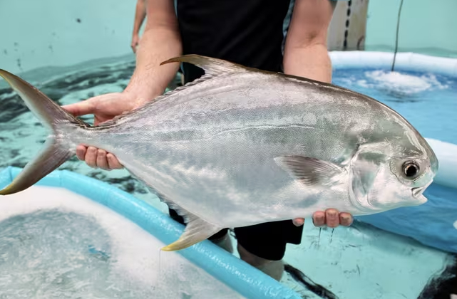 The Pompano has been identified as a perfect candidate for aquaculture. Photo: CSIRO.