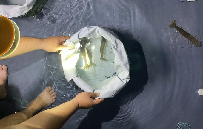 Currently, white-legged shrimp broodstock are entirely imported. Photo: KS.
